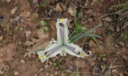 Batman'da nevruz çiçekleri açtı