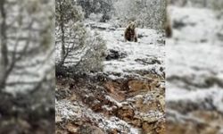 Bozayı yiyecek bulmak için karayoluna indi