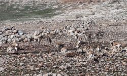 Cudi Dağı ceylanların yuvası oldu