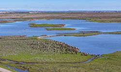 Diyarbakır Devegeçidi Baraj Gölü hayat buldu