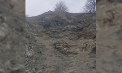 Diyarbakır kırsalında dağ keçileri sürüsü