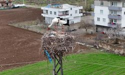 Diyarbakır leyleklere ev sahipliği yapıyor