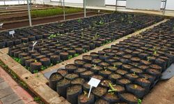 Diyarbakır meşelenecek