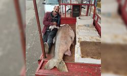 Diyarbakır'da 120 kiloluk turna balığı