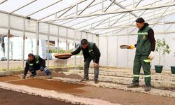 Diyarbakır’da 2 milyon Çin karanfili üretilecek