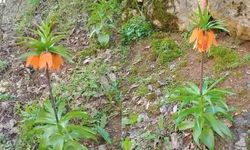 Diyarbakır’da bu çiçeği koparmanın cezası araba fiyatıyla aynı