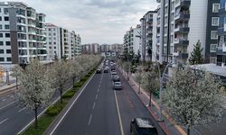 Diyarbakır’da bulvarlara süs armudu