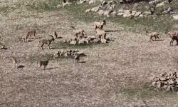 Diyarbakır'da dağ keçileri sürü halinde görüntülendi