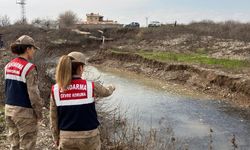 Diyarbakır'da mahsur kalan balıklar kurtarıldı