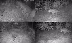 Diyarbakır'da yaban hayvanları foto kapana yakalandı