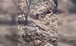 Elazığ'da 3 ayaklı yaban keçisi görüntüye takıldı
