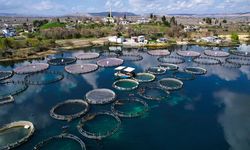 Fırat sularında kafes balıkçılığı