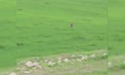 Gölete düşen ‘çakal’ merdiven uzatılarak kurtarıldı