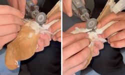 Güvercinin yardımına itfaiye ekibi yetişti