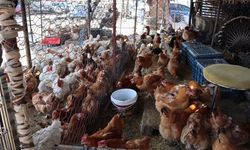 Kırmızı et 800 TL’ye yükseldi, vatandaş çareyi tavukta buldu