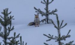 Kızıl tilkiler karla kaplı arazide yiyecek aradı