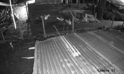 Kurt’un,  kazı kaptığı an kameraya takıldı