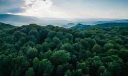 50 milyon metrekare ormanın statüsü değiştirildi