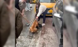 Pitbull saldırısı kameraya yansıdı