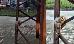 Sokak ortasında uyuya kalan baykuşu görenler şaşırdı