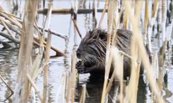 Ermenistan ve İran sınırında görüntülendi