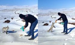 Tilkiyi elleriyle besledi