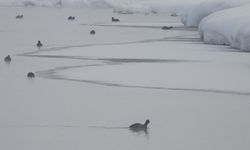 Van'da Kaz Gölü, kuşların mekânı oldu
