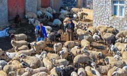 Yağışlar Karacadağ'da besicilerin yüzünü güldürdü