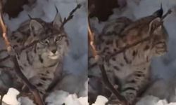 Yüksekova'da yerleşim alanına inen vaşak görüntülendi