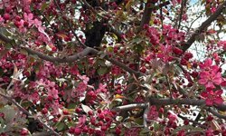 Diyarbakır'da ağaçlar kırmızıya büründü