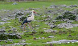 Afrika'dan Dicle Vadisi'ne leylek göçü