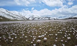 Baharın sembolü Çiğdemlerden görsel şölen