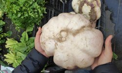 Batman'da dev turp görenleri şaşırttı