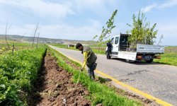 Batman'da köy yollarına 3 bin 300 meyve fidanı dikildi