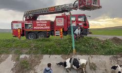 Batman'da sulama kanalında mahsur kalan 2 inek kurtarıldı