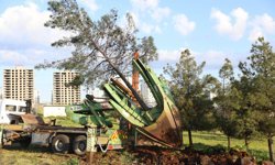 Diyarbakır’da ağaç kesme tartışmalarına Serra Bucak anketle cevap verdi