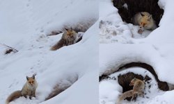 Bingöl'de yuvasında görüntülenen kızıl tilki mest etti