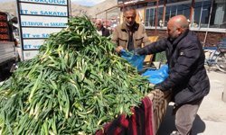 Dağlardan sofralara: çiriş otunun kilosu 100 TL