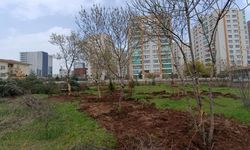 Diyarbakır’da ağaç kıyımı engellendi