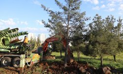 Diyarbakır Belediyesi: Ağaçlar korunarak taşınıyor