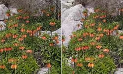 Diyarbakır'da 'ters laleler' doğayı renklendirdi