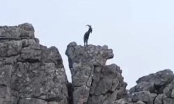 Diyarbakır Çermik yaban hayvanlarının mekanı oldu