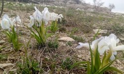 Diyarbakır Ergani'de 'Makam dağı ' çiçeği açtı