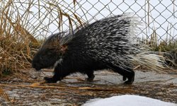 Diyarbakır Lice’de oklu kirpi görüldü
