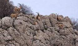 Diyarbakır Makam Dağı eteklerinde doğa mucizesi