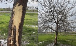 Diyarbakır’da yıldırım düştü: Bir kadın yaralandı