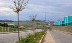 Diyarbakır’a bu yıl 5 bin ağaç dikildi