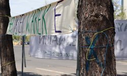 Diyarbakır’da Belediyeden ağaç sökümü açıklaması