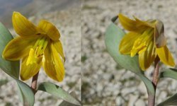 Diyarbakır’da baharın sembolü ters laleler açtı