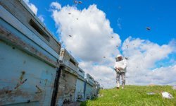 Diyarbakır’da bereketli bal sezonu bekleniyor